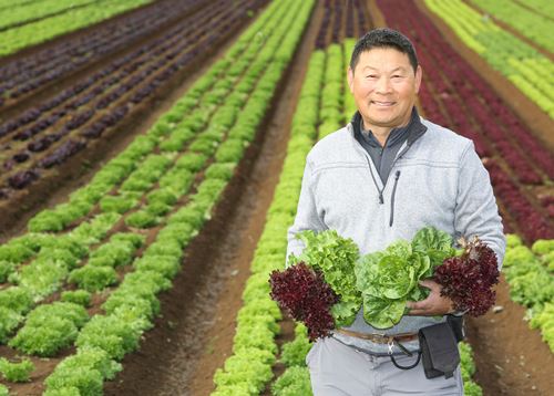 Over the Gate – with Allan Fong (the Fresh Grower)