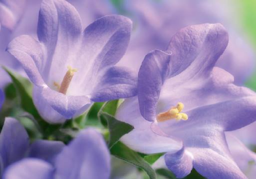 Canterbury Bells to ‘ring’ again?