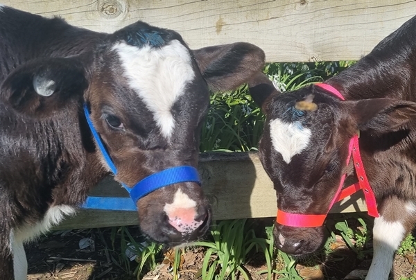 Mauku School Country Life Day 2023